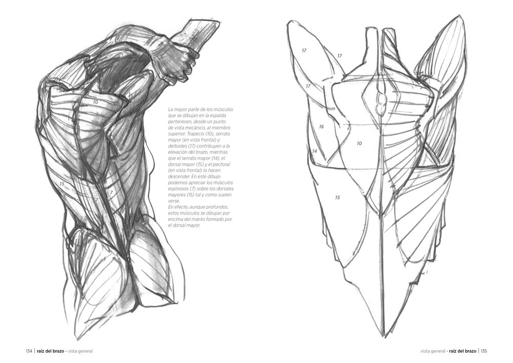 Anatomía artística (Spanish Edition)