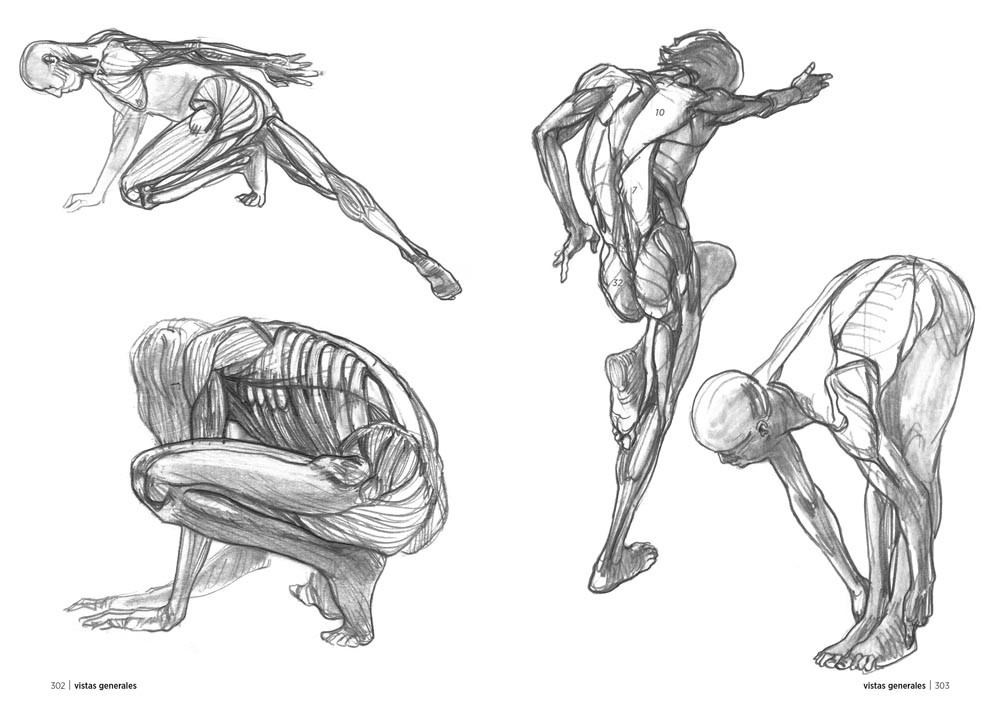 Anatomía artística: Guía visual del cuerpo humano